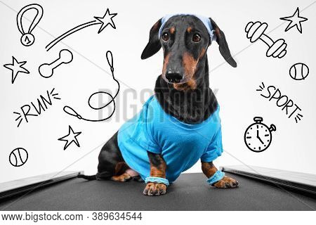 Active Dachshund Dog In Sportswear With Wristbands On Paws And Sweat Band On Head Sits On Treadmill 