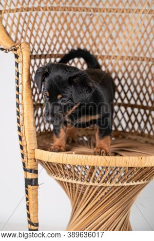 A Portrait Of A Cute Jack Russel Terrier Puppy, Standing On Hind Legs On A Rattan Chair, Isolated On