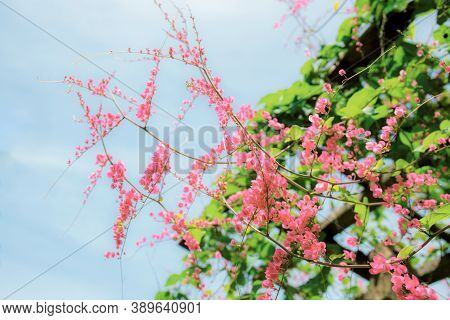 Pink Flower On Wooden With Beautiful At The Sky.
