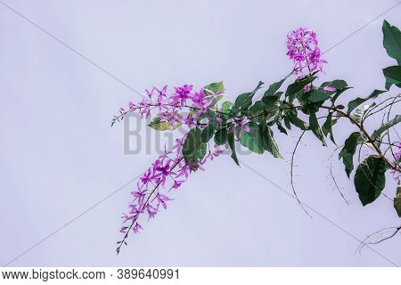 Pueple Flower On Sky With The Beautiful Of Nature.