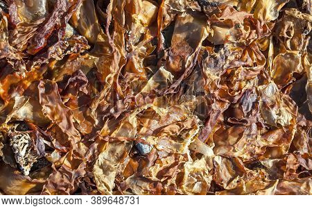 The Texture Of The Seaweed On The Shore. Selective Focus