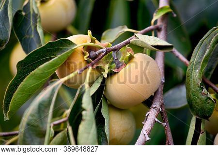 Persimmon Tree With Many Persimmons In Autumn. Persimmons That Are Ripened On The Branches