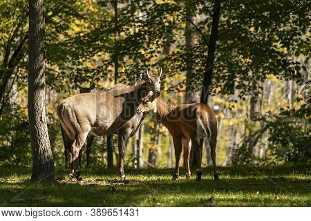 The Nilgai Or Blue Bull Is The Largest Asian Antelope