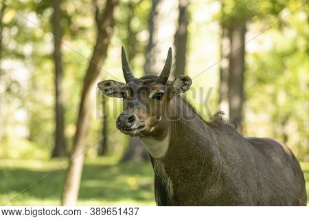 The Nilgai Or Blue Bull Is The Largest Asian Antelope