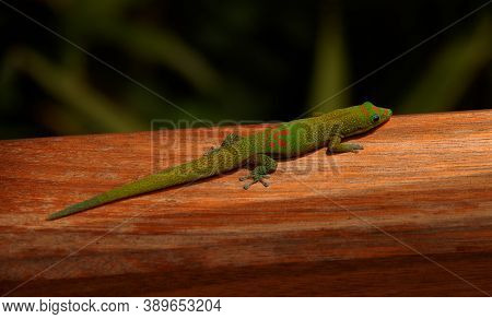 A Green Madagascar Taggecko Lizard On A Palm Tree