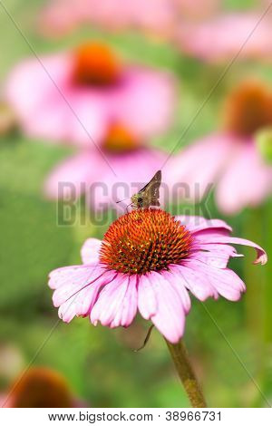 Coneflower no jardim de borboletas