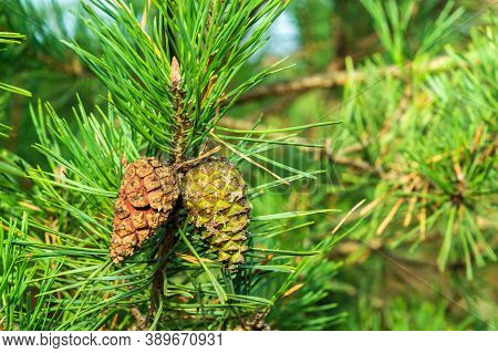 Two Closed Brown Lodgepole Pinecone On Pine Branch With Green Needles In Forest Of Mountains