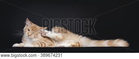 Pretty Red Silver Tabby Maine Coon Cat, Laying Down Side Ways. Scratching Ear With Hind Paw. Isolate