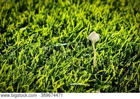 Wild Mushroom On The Lawn. Weed In Green Grass. Look After The Yard. Place For Text. Copy Space