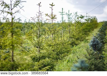 Rows Of Young Conifers In Greenhouse With A Lot Of Plants On Plantation