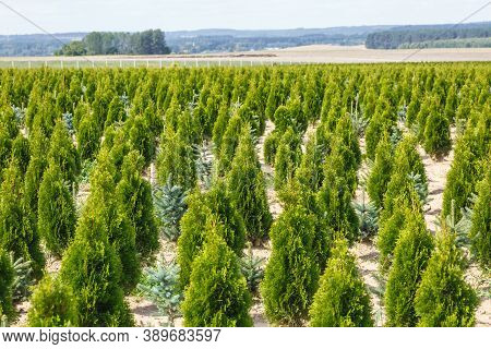 Rows Of Young Conifers In Greenhouse With A Lot Of Plants On Plantation