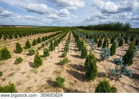 Rows Of Young Conifers In Greenhouse With A Lot Of Plants On Plantation