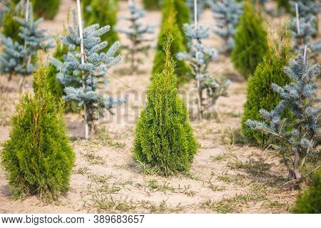 Rows Of Young Conifers In Greenhouse With A Lot Of Plants On Plantation