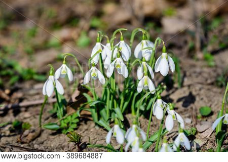 Group Of Small And Delicate White Snowdrop Spring Flowers In Full Bloom In Forest In A Sunny Spring 