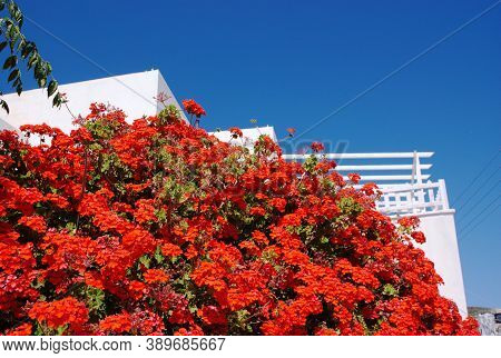 Beautiful, Colorful Red Flowers, Greek Island Holiday Destination Of Donoussa. Blue Sky And Copy Spa