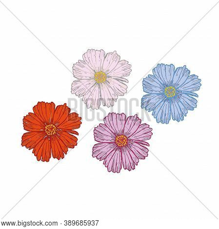 Cosmea Flowers By Drawing Vector Illustration And Clipart.