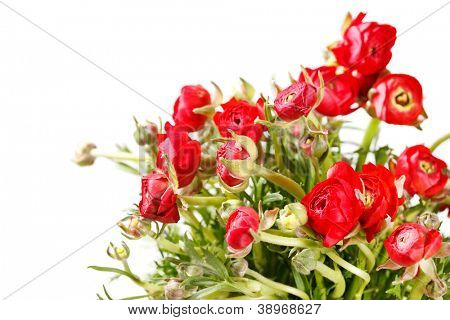 Ranuncolo rosso