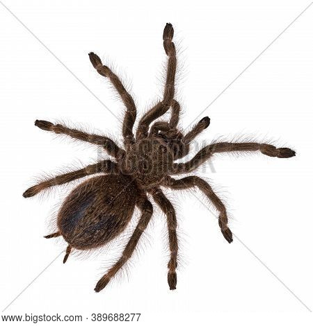 Top View Of Pre Molt Brazilian Blonde Tarantula Aka Nhandu Tripepii. Isolated On White Background.