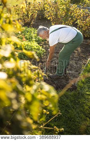 Senior gardener gardening in his permaculture garden - turning over the soil in his garden with a spade
