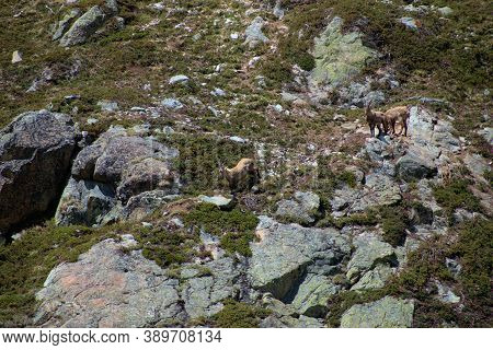 Capricorns On Top Of The Julierpass In Switzerland 27.5.2020