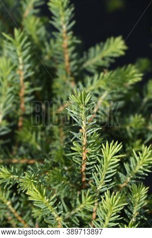Dwarf Serbian Spruce Karel - Latin Name - Picea Omorika Karel