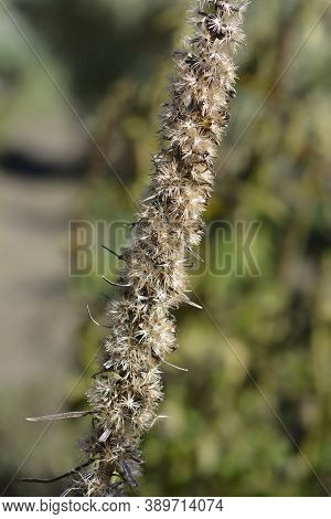 Prairie Blazing Star Seeds - Latin Name - Liatris Pycnostachya