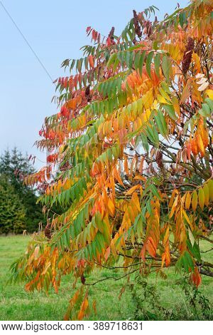 Colorful Staghorn Sumac Or Velvet Sumac (rhus Typhina) In Autumn