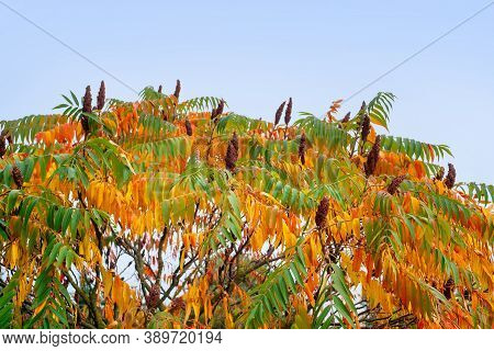 Colorful Staghorn Sumac Or Velvet Sumac (rhus Typhina) In Autumn
