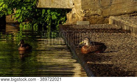 Duck Family Swimming At Sunrise Time, Near City River