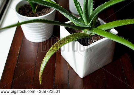 An Aloe Vera Succulent Houseplant Sits In A White Pot With Signs Of Overwatering. These Black/brown 