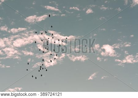 A Flock Of Birds Flies In The Sky. Blue Sky, Pink Clouds.evening Light From The Sun At Sunset.
