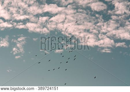 A Flock Of Birds Flies In The Sky. Blue Sky, Pink Clouds.evening Light From The Sun At Sunset.