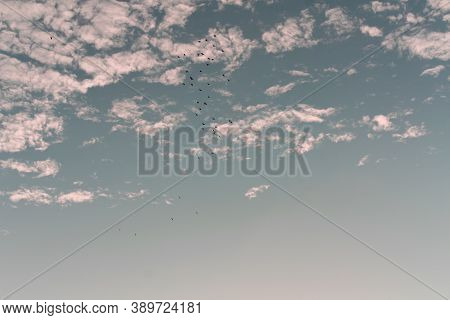 A Flock Of Birds Flies In The Sky. Blue Sky, Pink Clouds.evening Light From The Sun At Sunset.