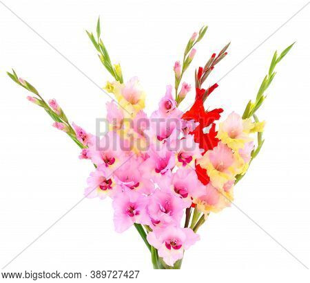 Bouguet Pink Gladiolus Flower Isolated On White Background.blank Of Congratulatory Card.