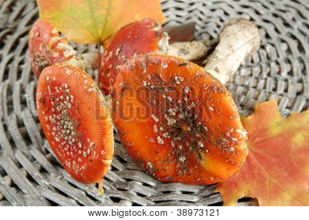 červená amanitas, na pozadí proutí