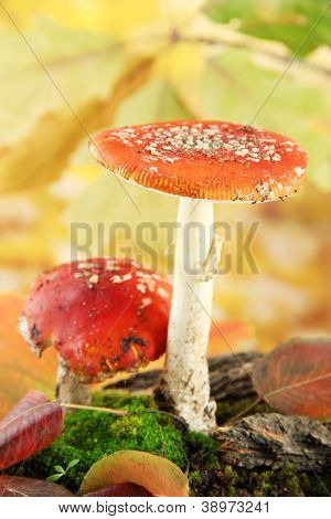 červené amanitas s mechem, na podzim žluté pozadí
