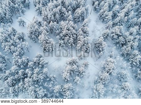 Winter Forest From A Bird's Eye View