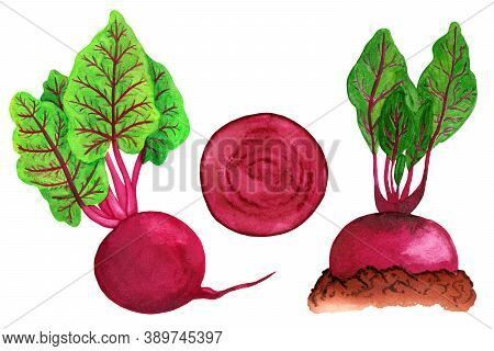 Watercolor Half Avocado With Seed Isolated On White Background. Ripe Fruit Cross Section On Textured