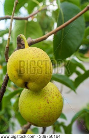 Ripe Asian Dwarf Pear Fruit Hanging From Tree