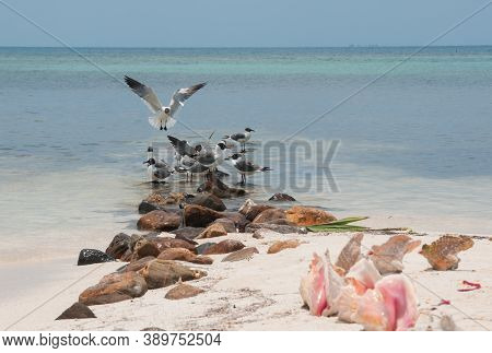 One Seagull With Wings Spanned Landing In A Flock Of Seagulls Standing In Shallow Water.  Belize.