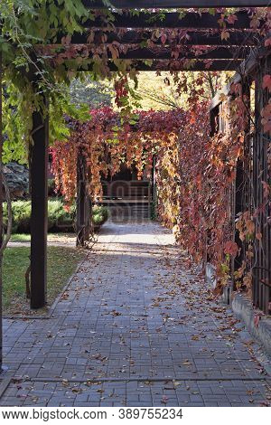 Alley In The Autumn Park. An Impromptu Tunnel Entwined With Red Ivy Leaves