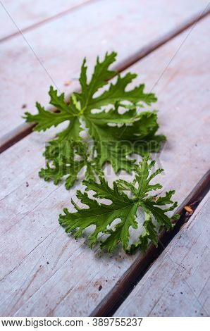 A Citronella Plant Leaf Resting In Oil To Make Homemade Mosquito Repellant
