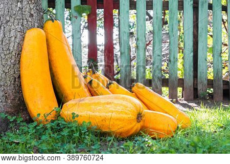 Yellow Squash. Fresh Yellow Zucchini At Green Grass Garden. Vegetable Marrow Courgette Or Zucchini.