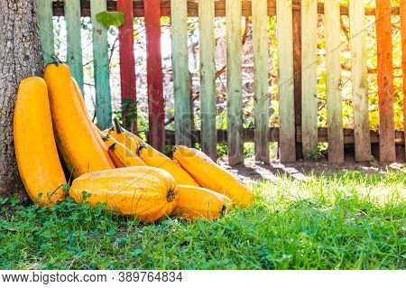 Yellow Squash. Fresh Yellow Zucchini At Green Grass Garden. Vegetable Marrow Courgette Or Zucchini. 