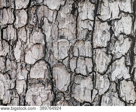 Background Texture Of Tree Bark. Skin The Bark Of A Tree That Traces Cracking. Seamless Tree Bark Ba