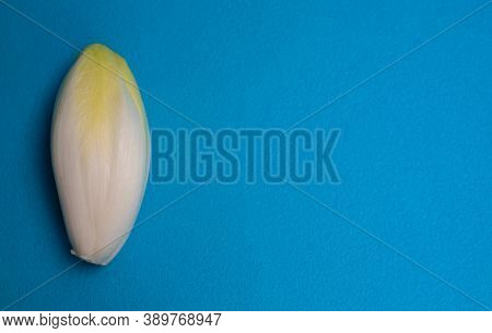Chicory, Endive, Succory. Witlof Vegetable. Fresh Chicory On A Blue Background.