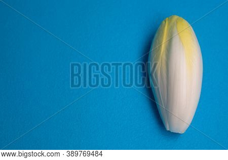 Chicory, Endive, Succory. Witlof Vegetable. Fresh Chicory On A Blue Background.