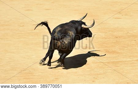 Black Spanish Bull With Big Horns On The Traditional Spectacle Of Bullfight