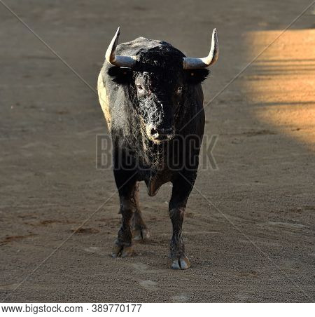 Black Spanish Bull With Big Horns On The Traditional Spectacle Of Bullfight