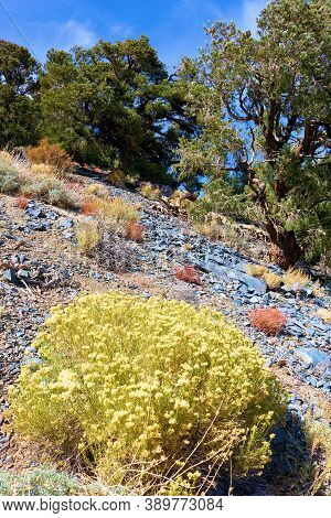 Pinyon And Juniper Woodland Besides Sage Plant Flower Blossoms On An Arid Mountainous Slope Taken At